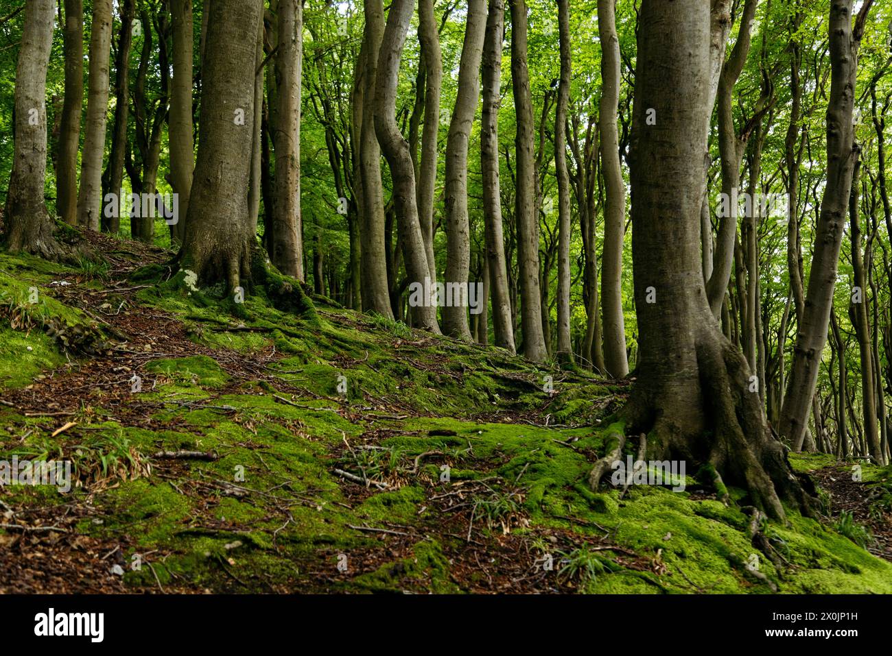 Marchez en août dans la vallée du printemps à Glücksburg sur la mer Baltique Banque D'Images