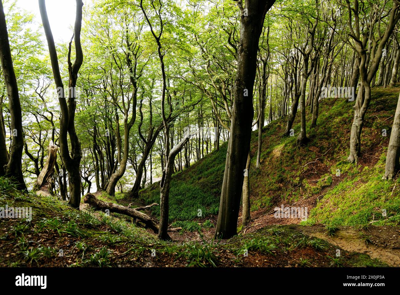 Marchez en août dans la vallée du printemps à Glücksburg sur la mer Baltique Banque D'Images