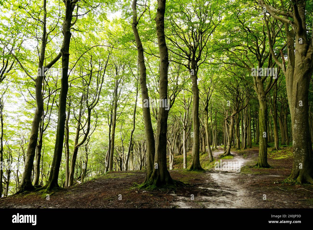 Marchez en août dans la vallée du printemps à Glücksburg sur la mer Baltique Banque D'Images