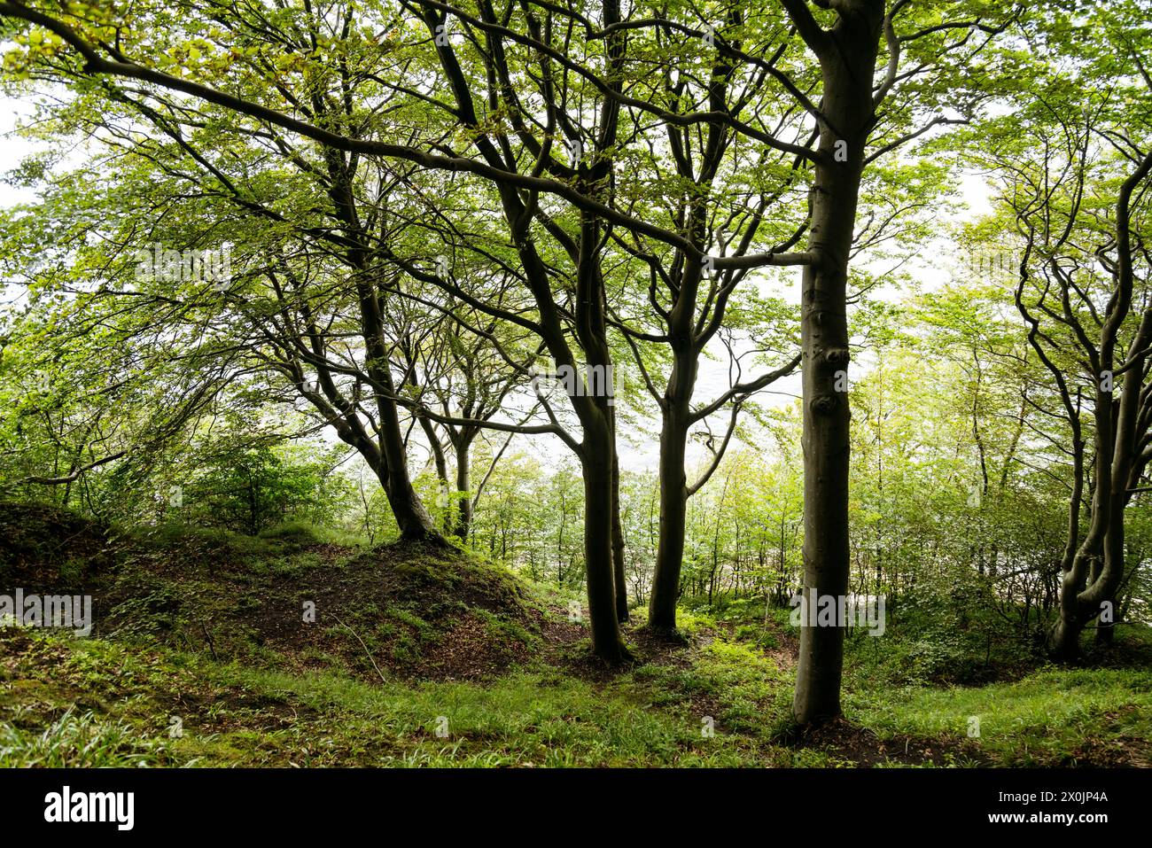 Marchez en août dans la vallée du printemps à Glücksburg sur la mer Baltique Banque D'Images