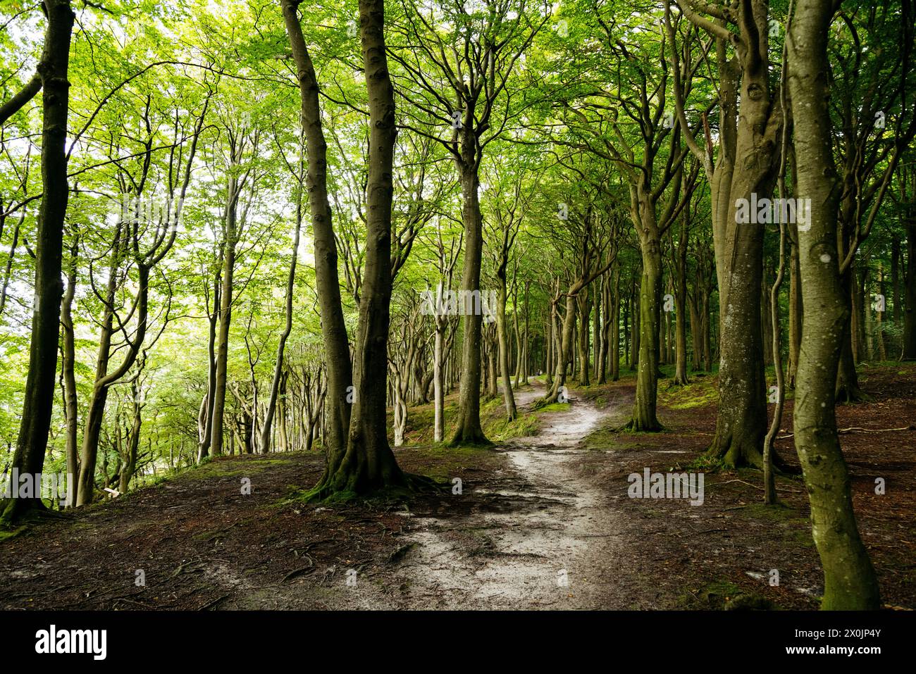 Marchez en août dans la vallée du printemps à Glücksburg sur la mer Baltique Banque D'Images