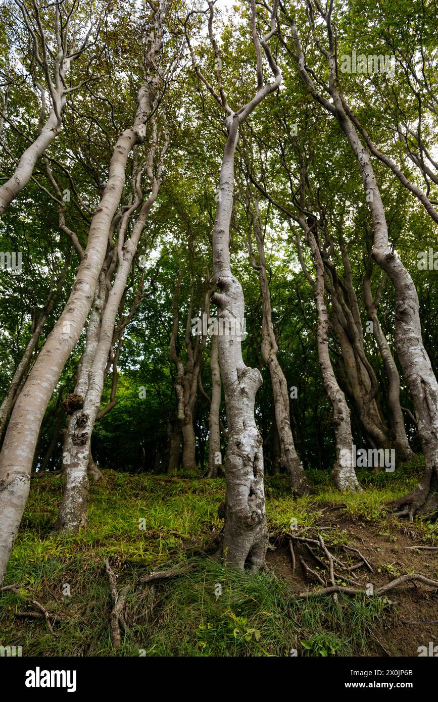 Marchez en août dans la vallée du printemps à Glücksburg sur la mer Baltique Banque D'Images