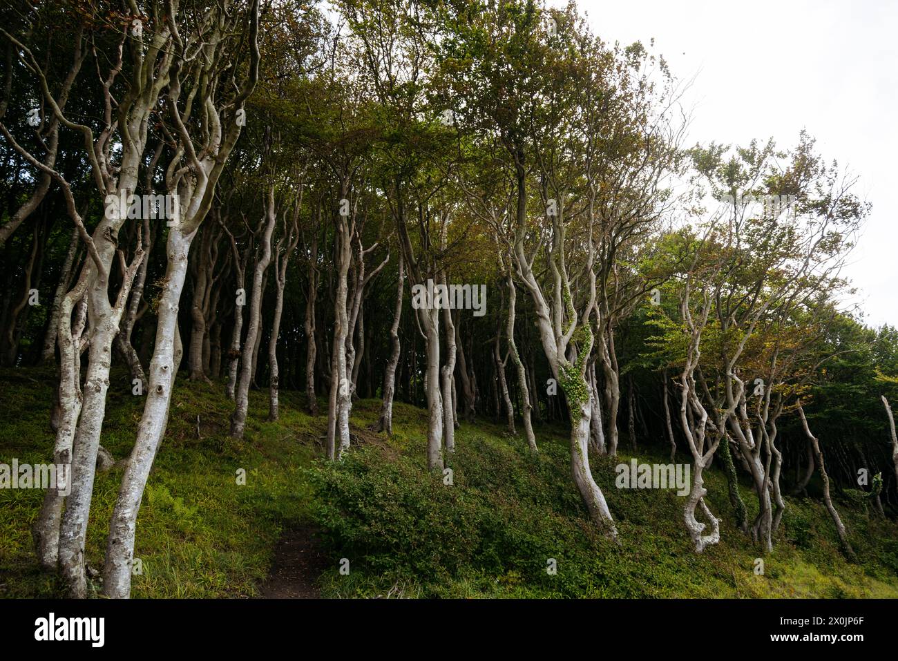 Marchez en août dans la vallée du printemps à Glücksburg sur la mer Baltique Banque D'Images