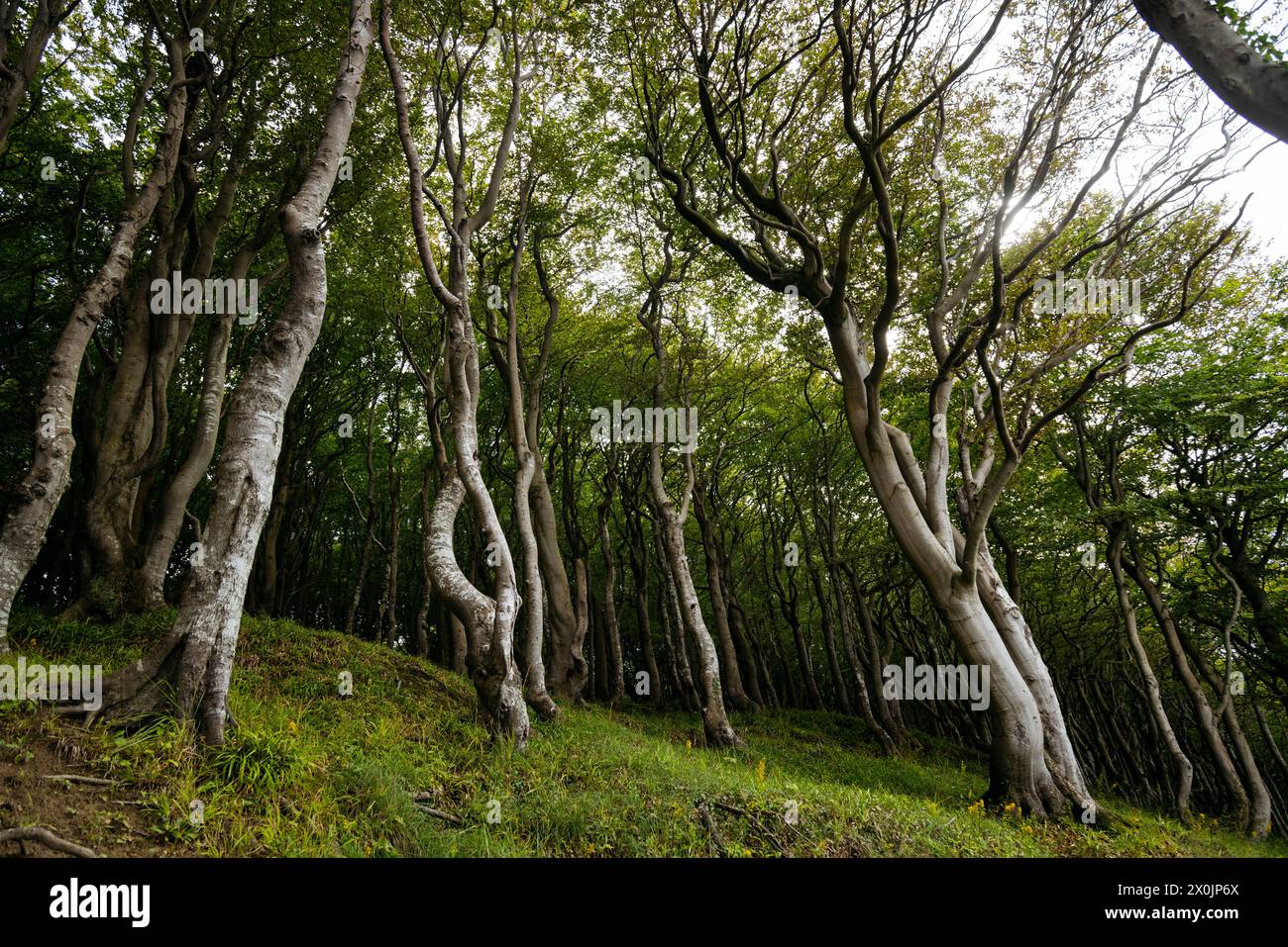 Marchez en août dans la vallée du printemps à Glücksburg sur la mer Baltique Banque D'Images