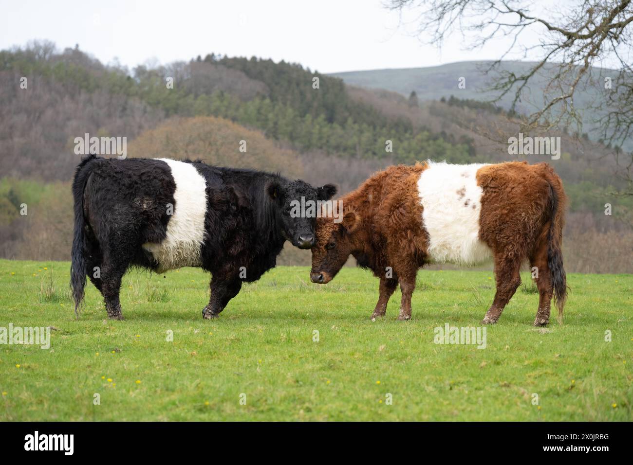 Belted Galloway vache vaches bovins - Royaume-Uni Banque D'Images