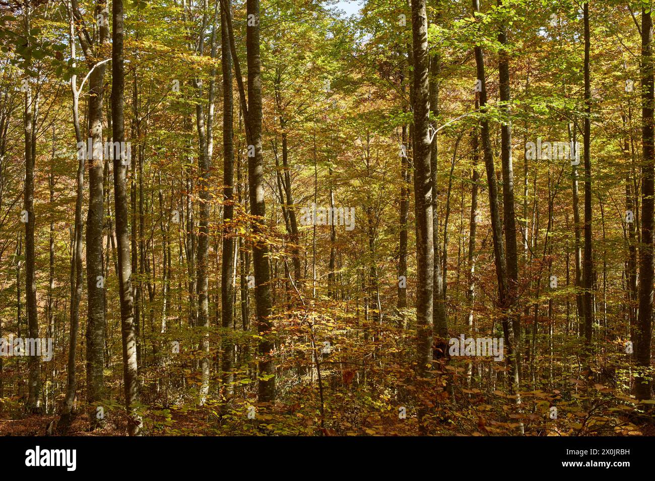 Paysage d'automne avec des hêtres. Hêtre avec des couleurs d'automne. Banque D'Images