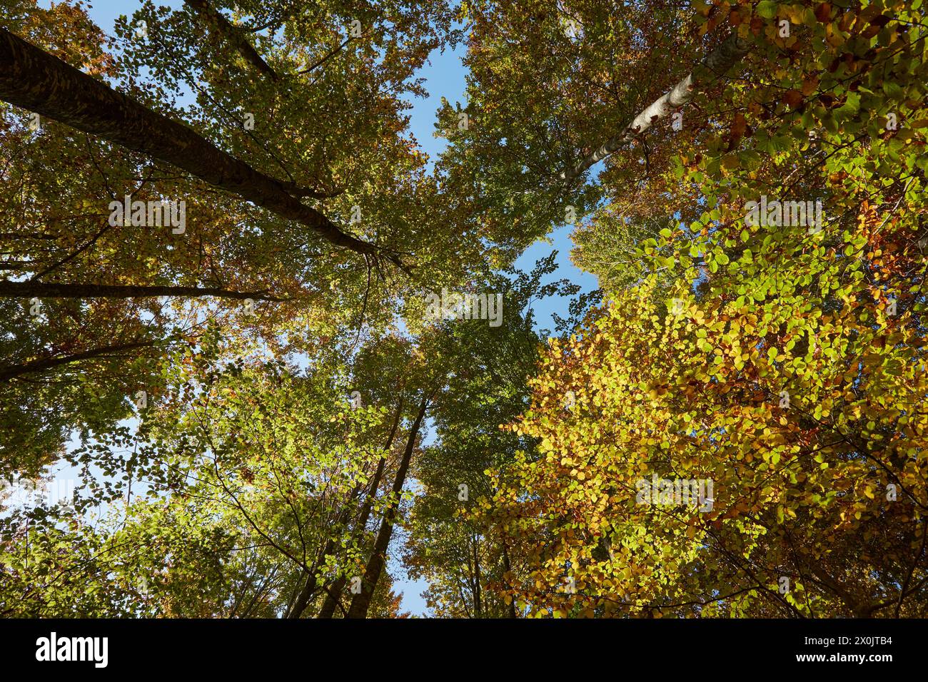 Paysage d'automne avec des hêtres. Hêtre avec des couleurs d'automne. Banque D'Images