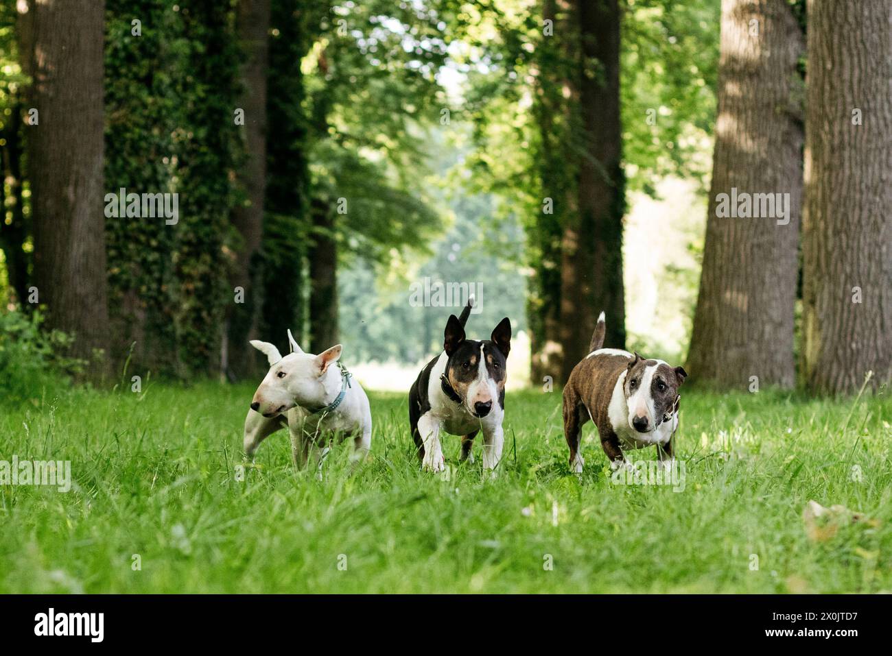 Bull terriers s'amusent Banque D'Images