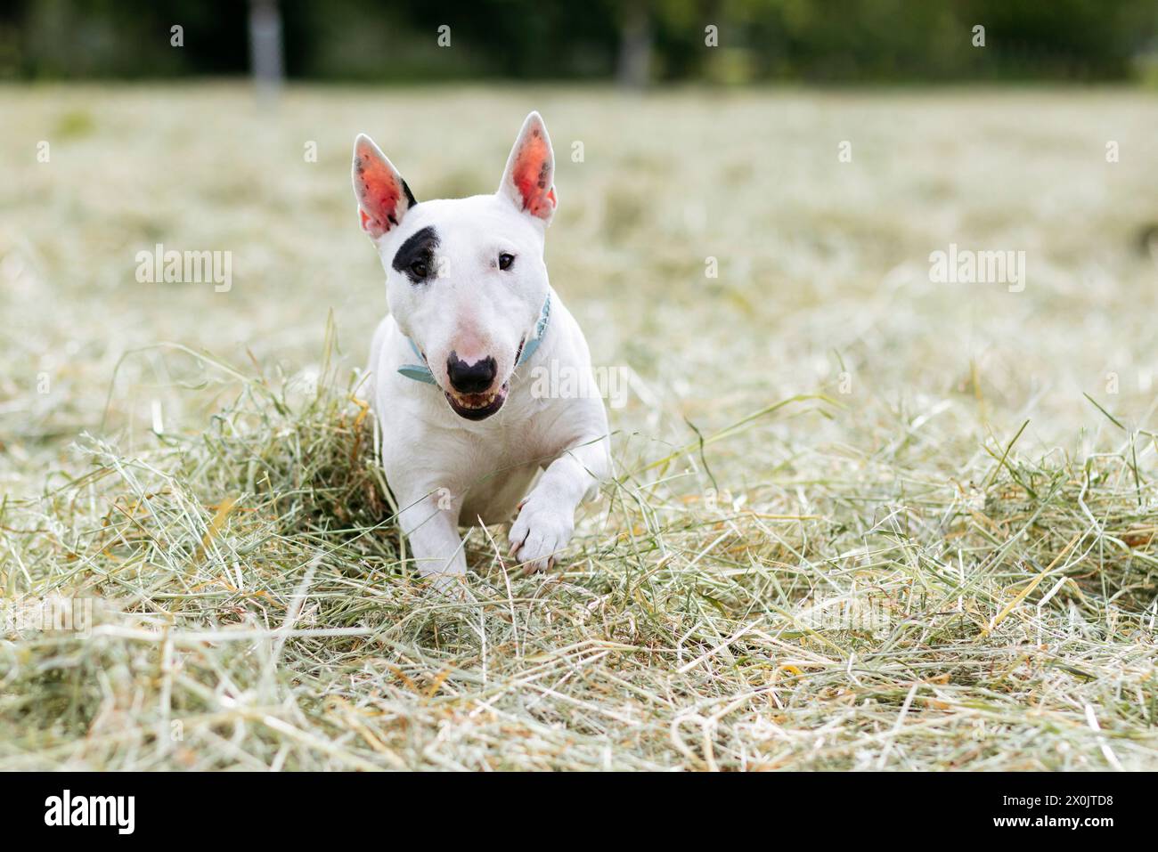 Bull terriers s'amusent Banque D'Images