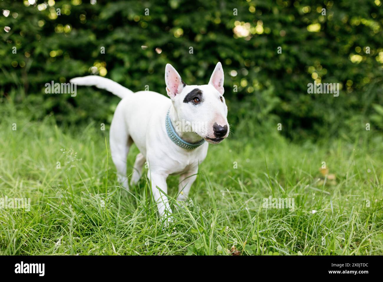 Bull terriers s'amusent Banque D'Images