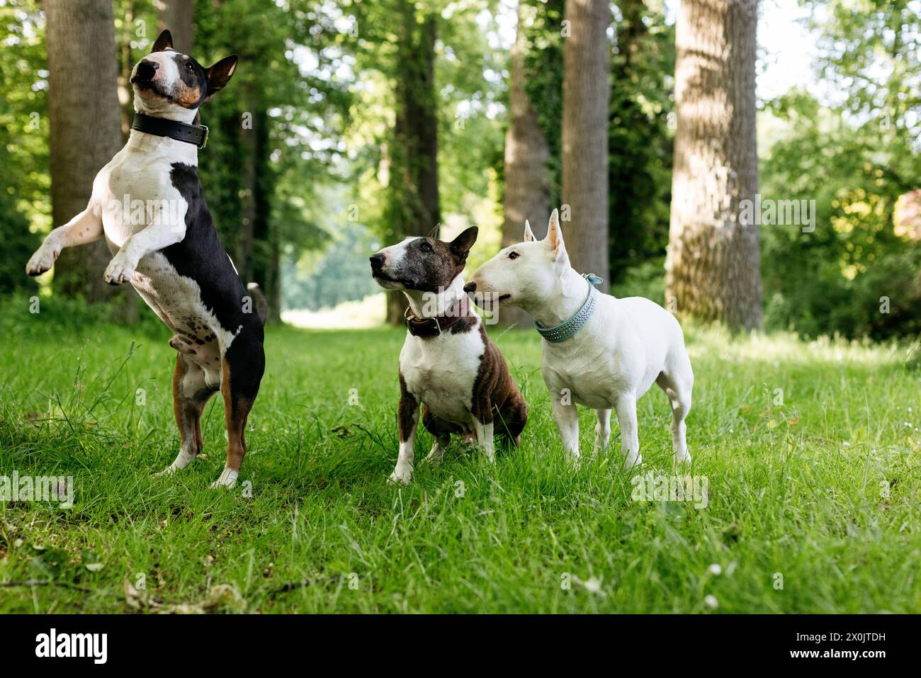 Bull terriers s'amusent Banque D'Images