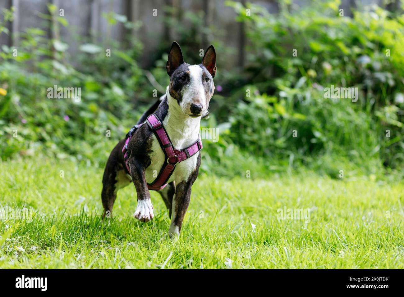 Bull terriers s'amusent Banque D'Images