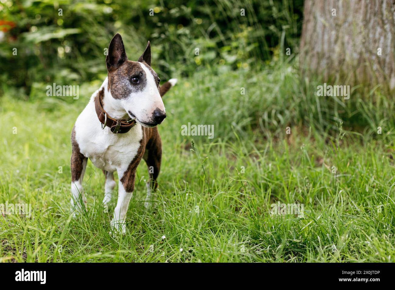 Bull terriers s'amusent Banque D'Images