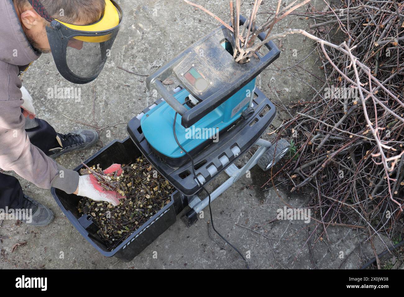 homme dans les gants de travail tient une poignée de paillis des branches d'arbre de jardin après l'élagage saisonnier, traité à l'aide d'un déchiqueteur. Conceptuellement écologie, respec Banque D'Images