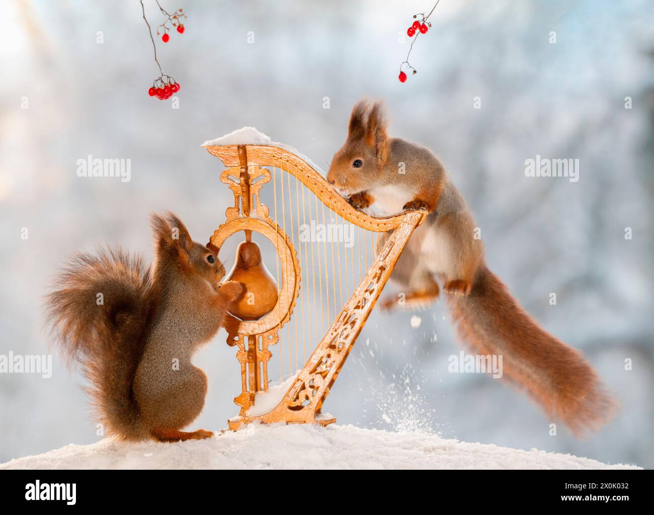 Écureuils rouges avec une harpe dans la neige Banque D'Images