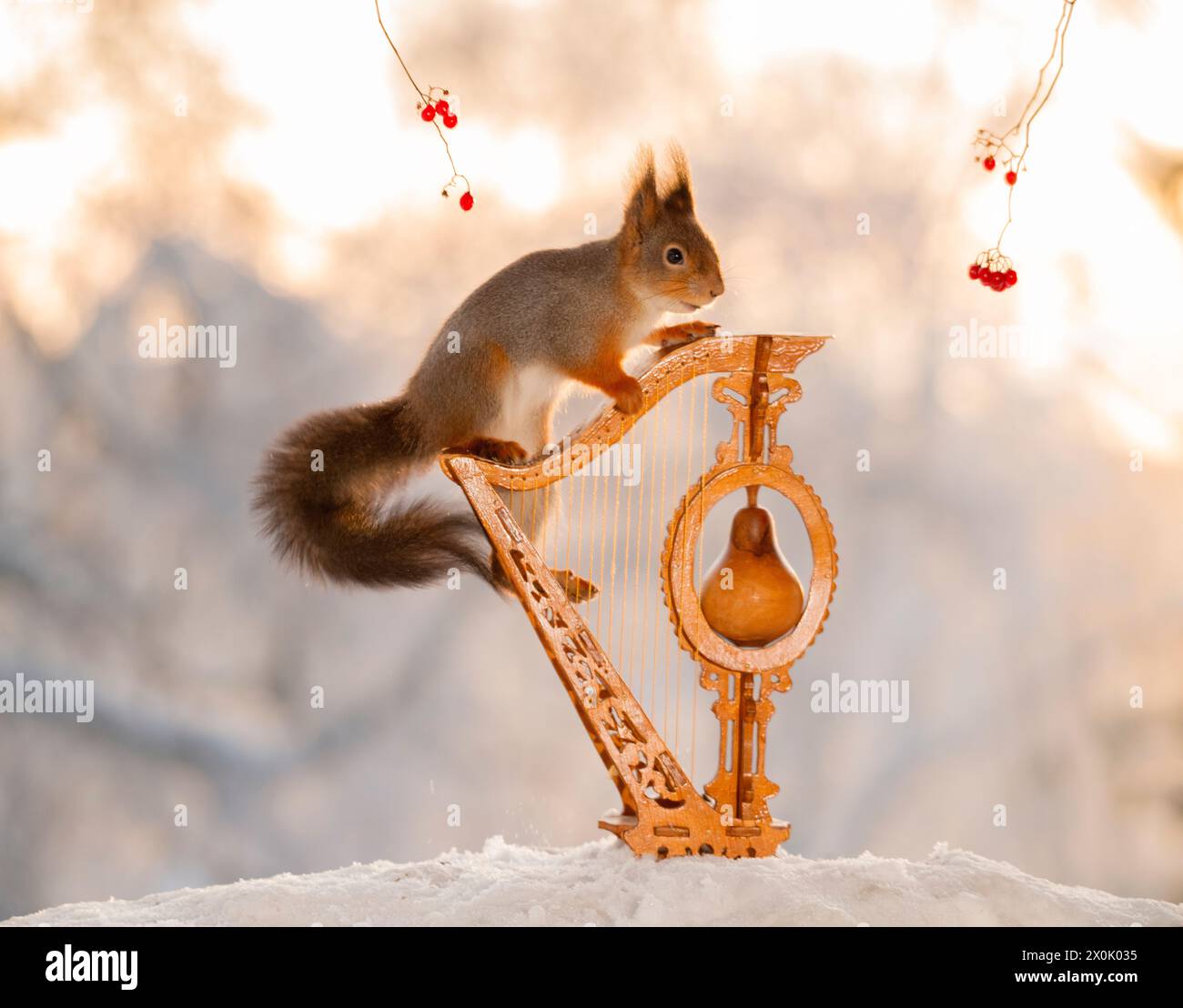L'écureuil roux est debout sur une harpe dans la neige Banque D'Images