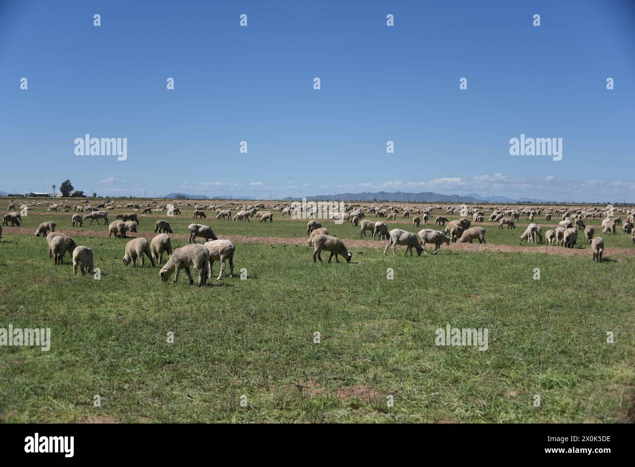 Comté de Pinal Arizona États-Unis. 16/3/2024. Le comté de Pinal en Arizona abrite quelque 13 000 moutons. Banque D'Images