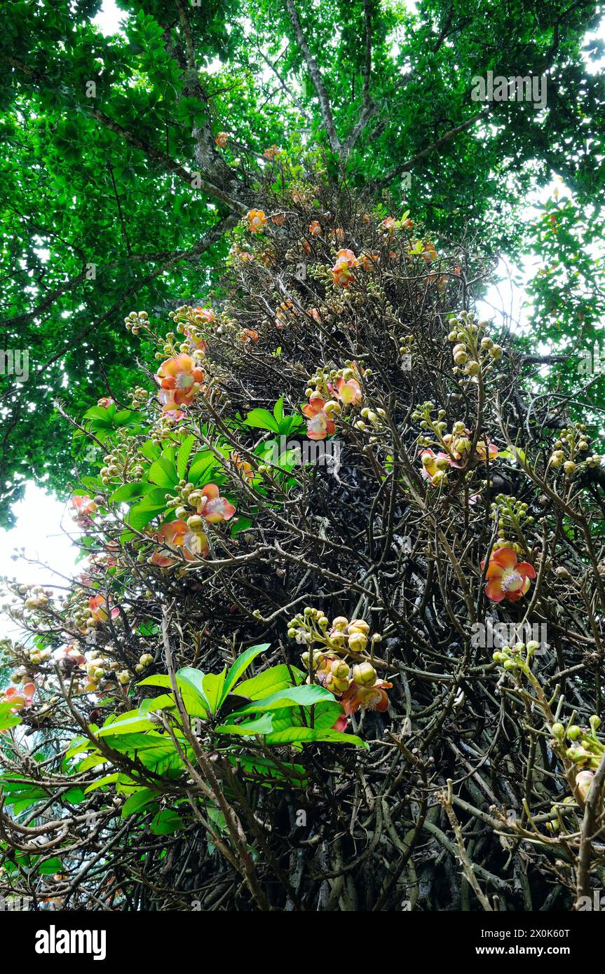 La fleur de l'arbre sacré Bo. Sri Lanka. Faible profondeur de champ Banque D'Images