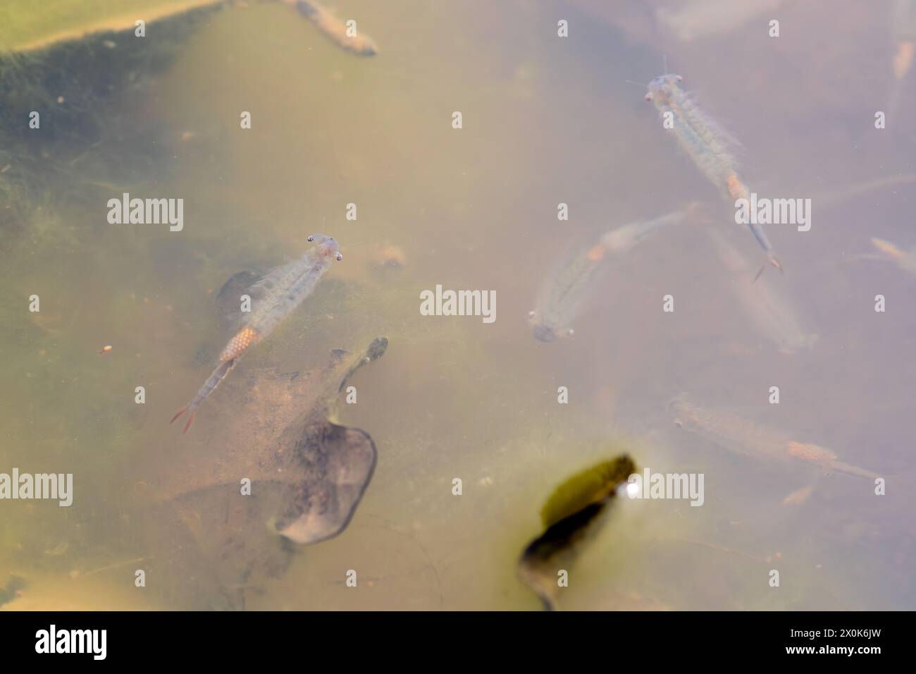 Crevettes fées (Chirocephalus diaphanus) dans une flaque du Hampshire, Angleterre, Royaume-Uni, en avril ou au printemps Banque D'Images