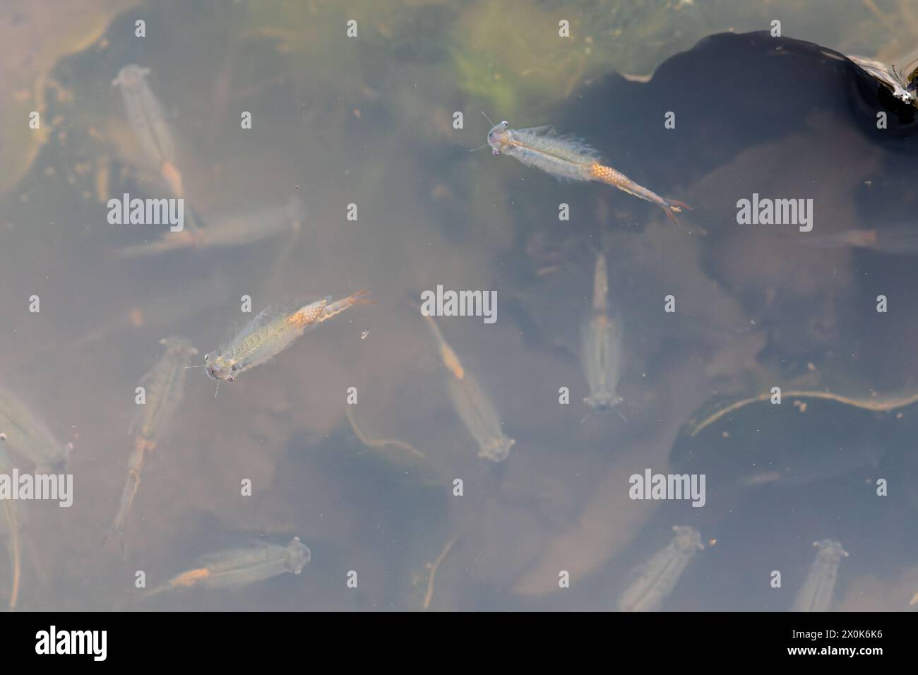 Crevettes fées (Chirocephalus diaphanus) dans une flaque du Hampshire, Angleterre, Royaume-Uni, en avril ou au printemps Banque D'Images