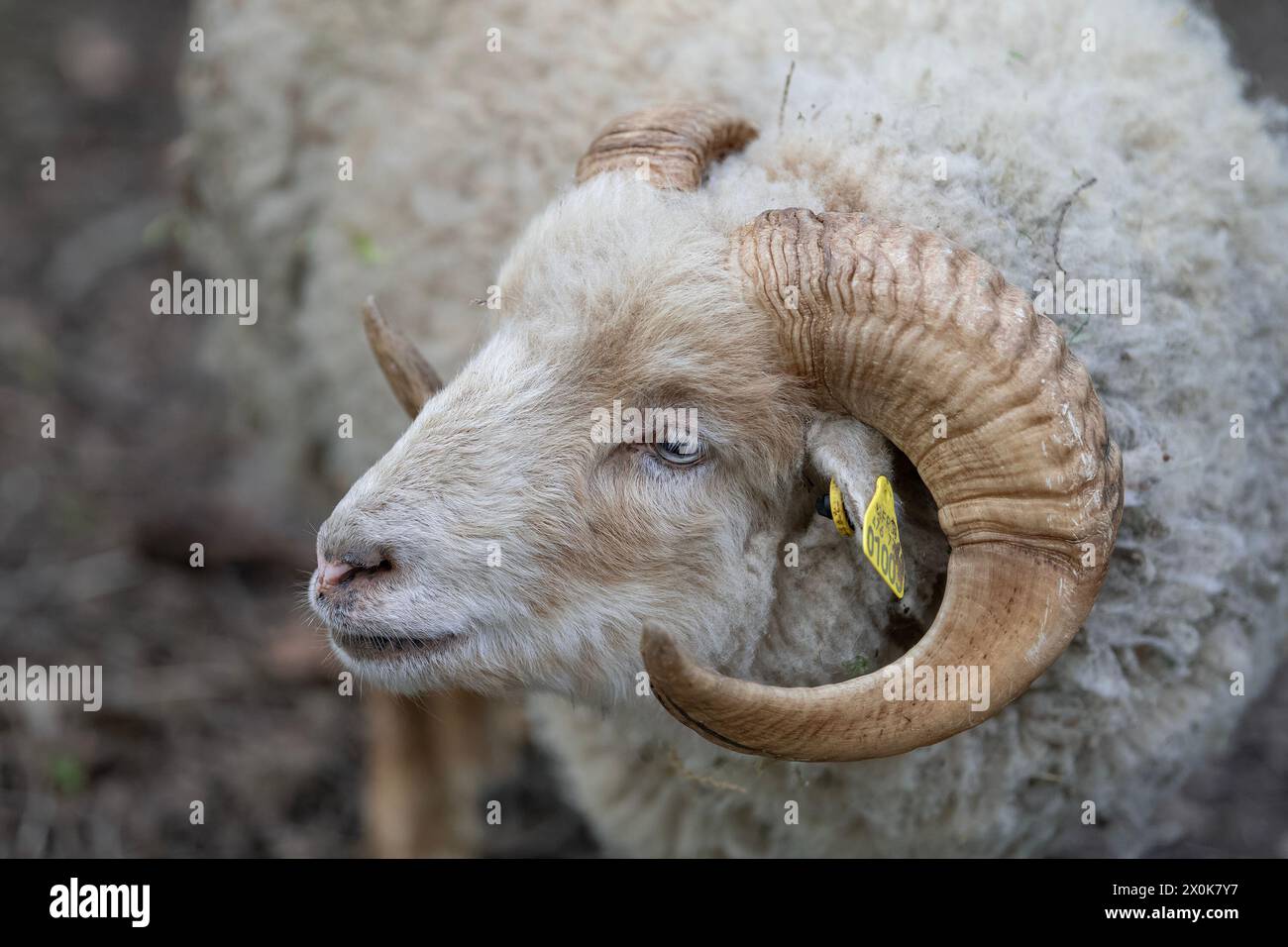Nancy, France - Focus sur la tête de mouton Ouessant dans un parc public de Nancy. Banque D'Images