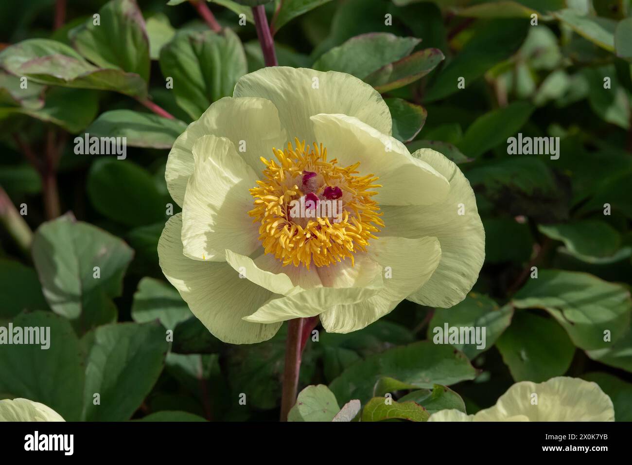 Nancy, France - Focus sur une fleur jaune de pivoine 'Paeonia mlokosewitschii' dans un jardin botanique de Nancy. Banque D'Images