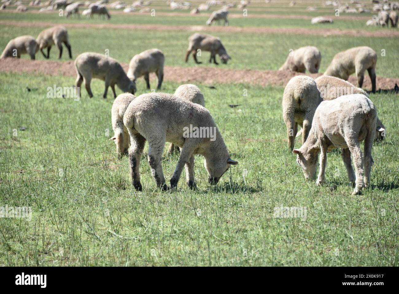 Comté de Pinal Arizona États-Unis. 16/3/2024. Le comté de Pinal en Arizona abrite quelque 13 000 moutons. Banque D'Images