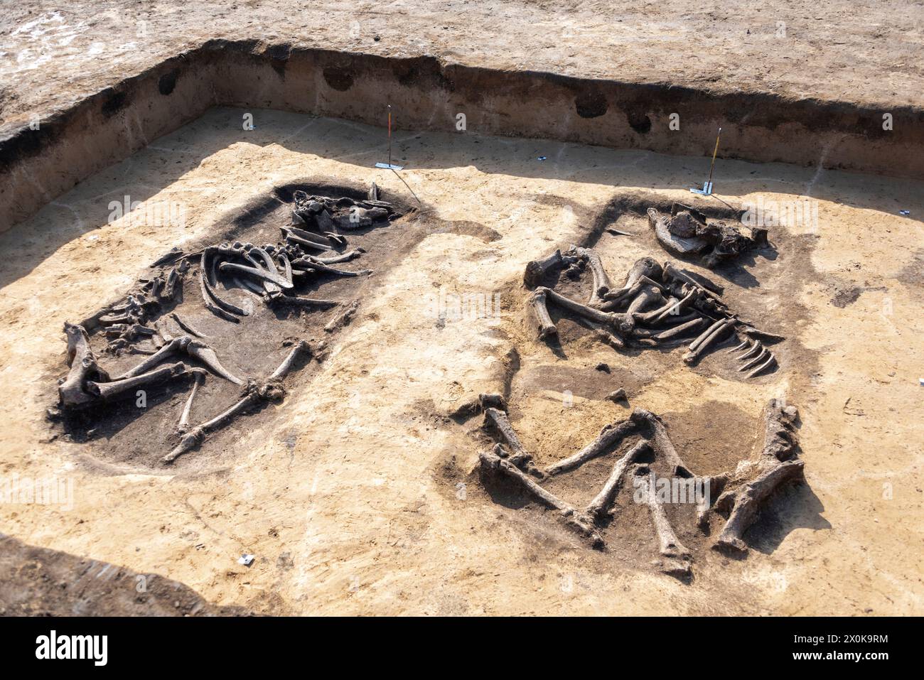 Ossements de bovins vieux de 5000 ans, site de fouilles archéologiques, Magdebourg, Saxe-Anhalt, Allemagne Banque D'Images