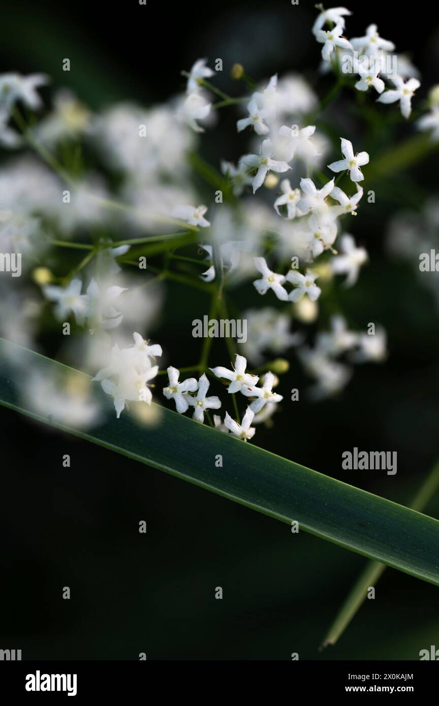 fines fleurs blanches du paille de lit de prairie Banque D'Images