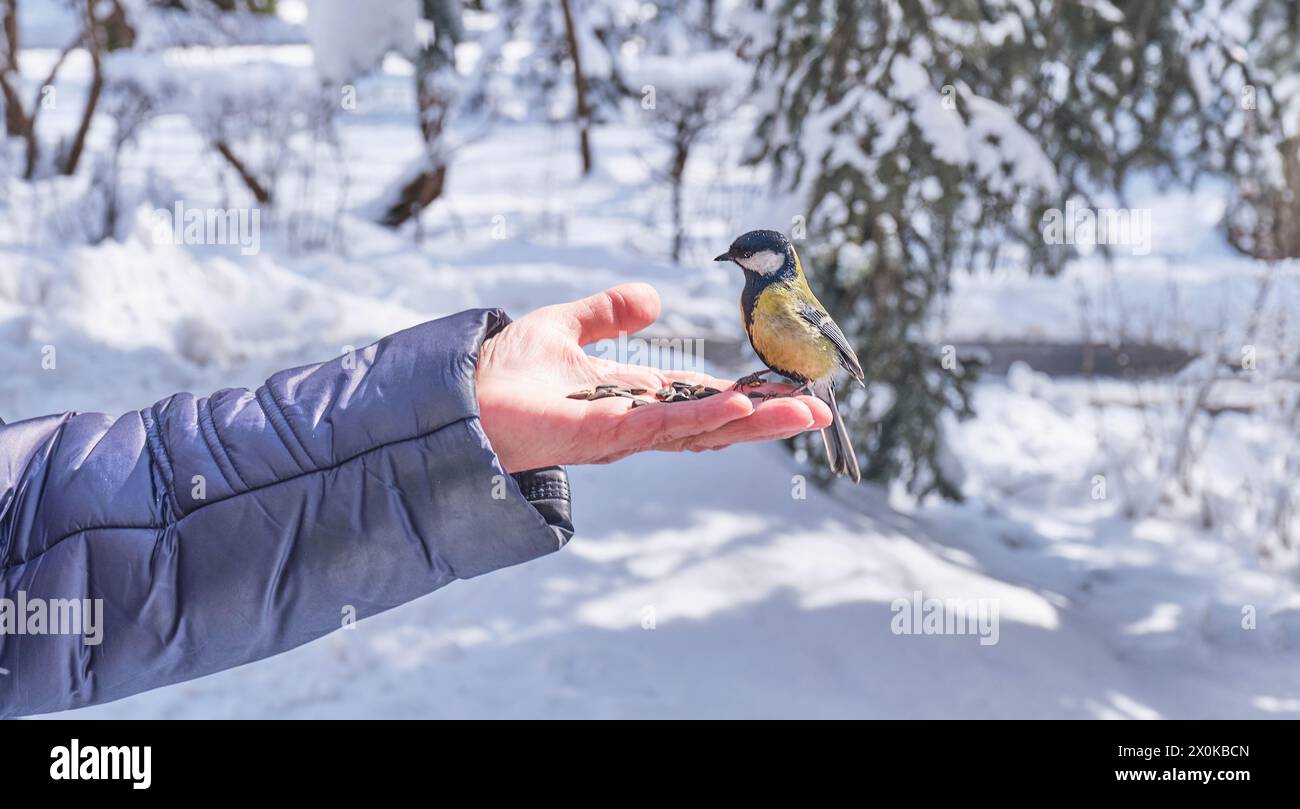 Grande mésange sur la main humaine. Femme âgée nourrissant des graines de tournesol d'oiseau. Aide aux oiseaux dans le parc d'hiver. Parus Major. Banque D'Images