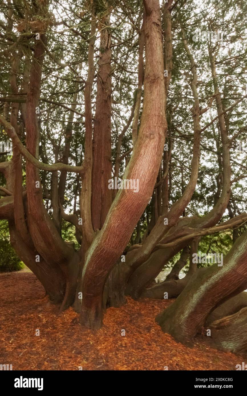 Angleterre, East Sussex, Sheffield Park and Gardens, Tree branches Banque D'Images