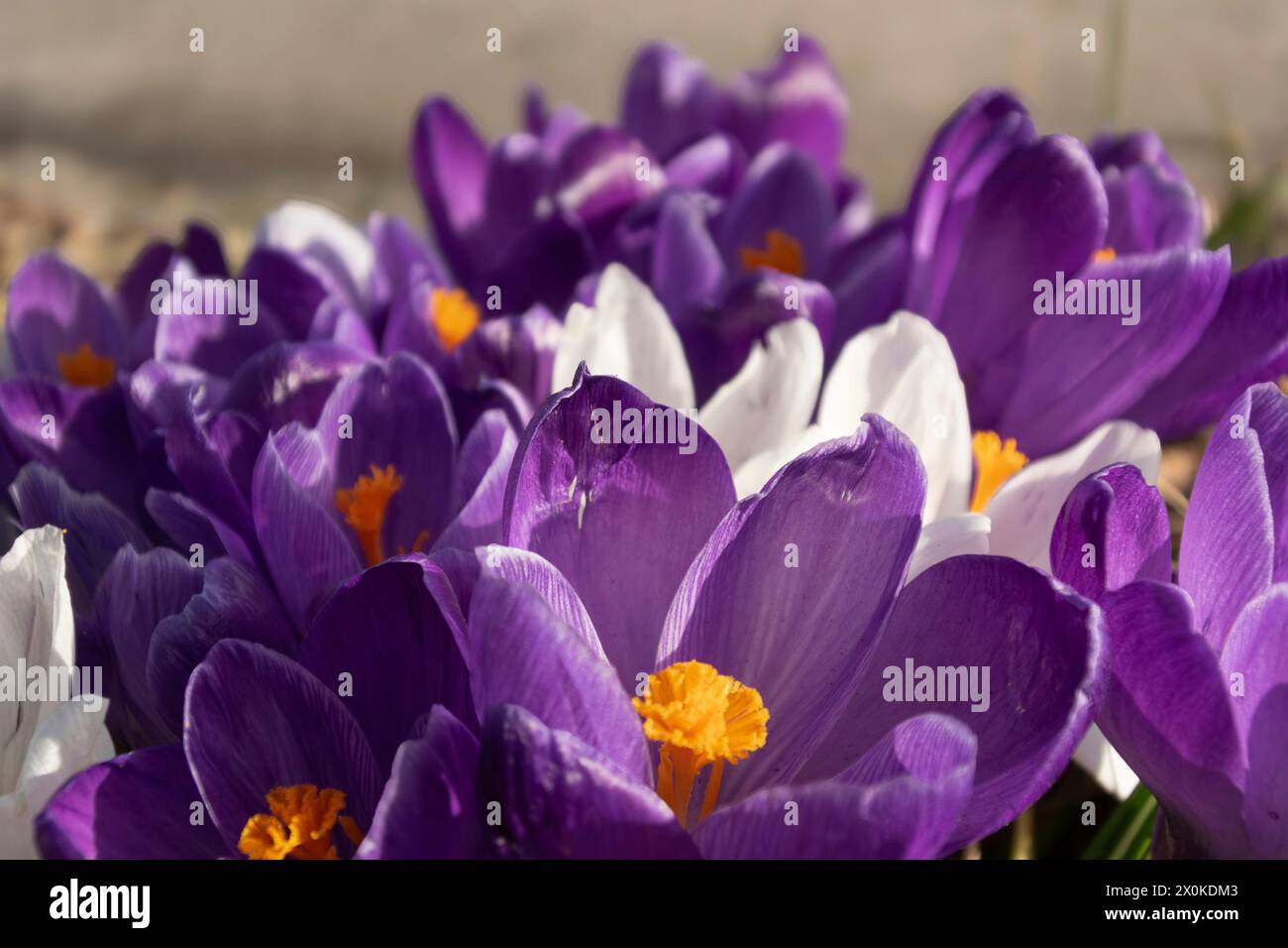 Printemps, crocus violet Banque D'Images