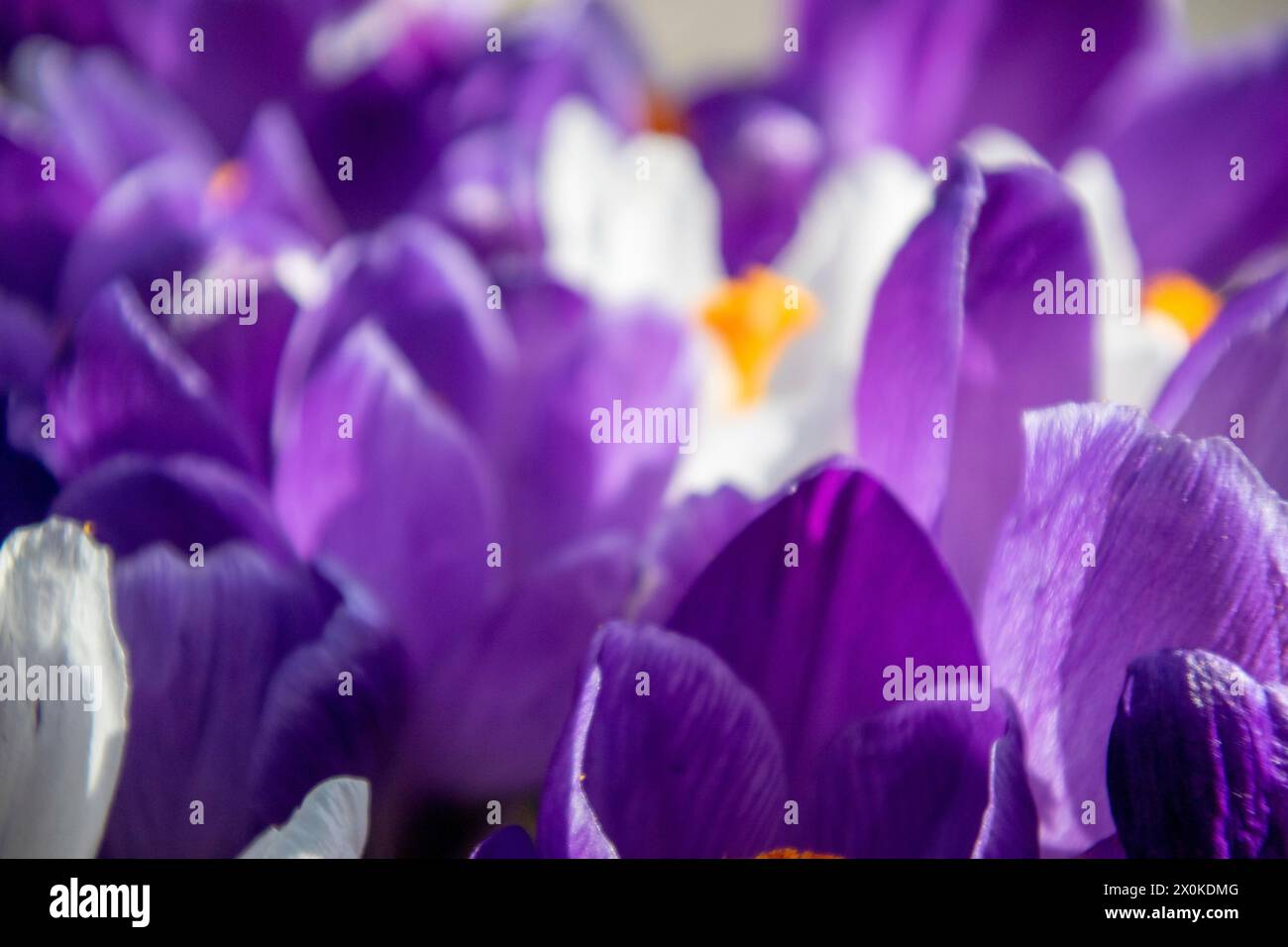 Printemps, crocus violet Banque D'Images