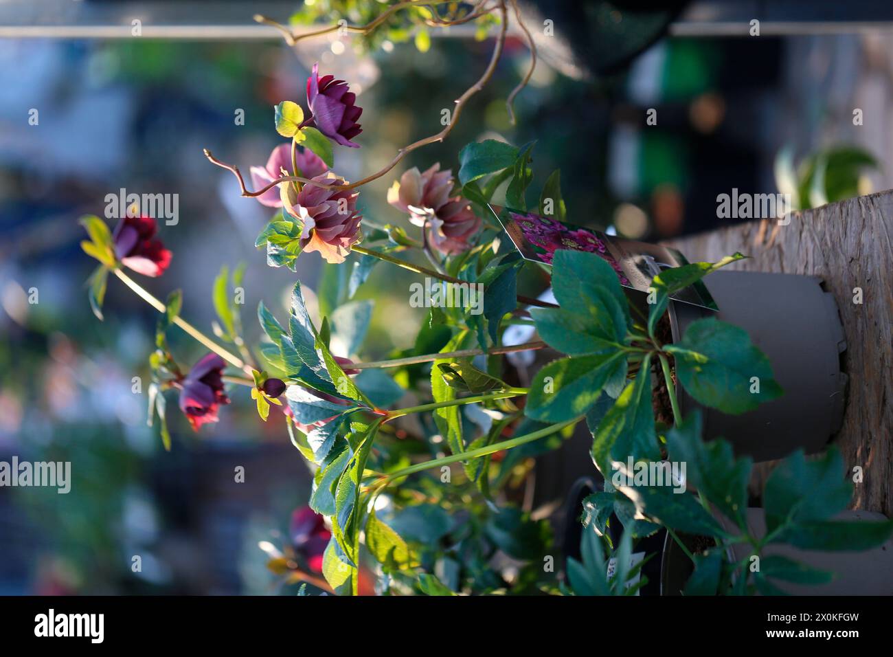 Roses Lenz en pot (Helleborus) sur un marché de plantes Banque D'Images