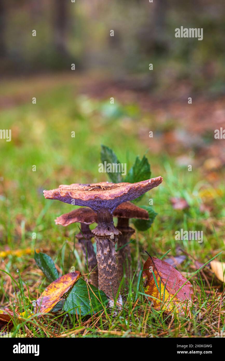 Champignons au miel / Hallimasch, gros plan Banque D'Images