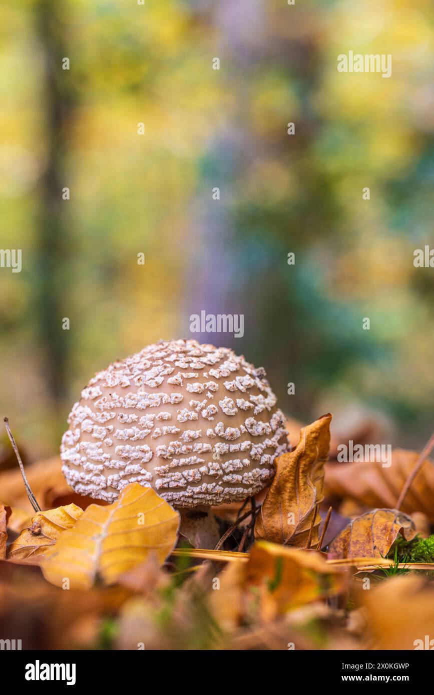 Jeunes champignons parasols (Macrolepiota procera), également connus sous le nom de champignons parapluies géants, dans une forêt Banque D'Images