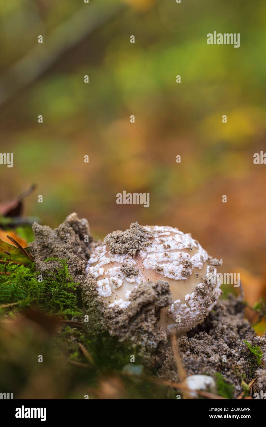 Jeunes champignons parasols (Macrolepiota procera), également connus sous le nom de champignons parapluies géants, dans une forêt Banque D'Images