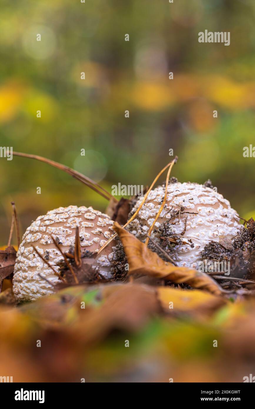 Jeunes champignons parasols (Macrolepiota procera), également connus sous le nom de champignons parapluies géants, dans une forêt Banque D'Images