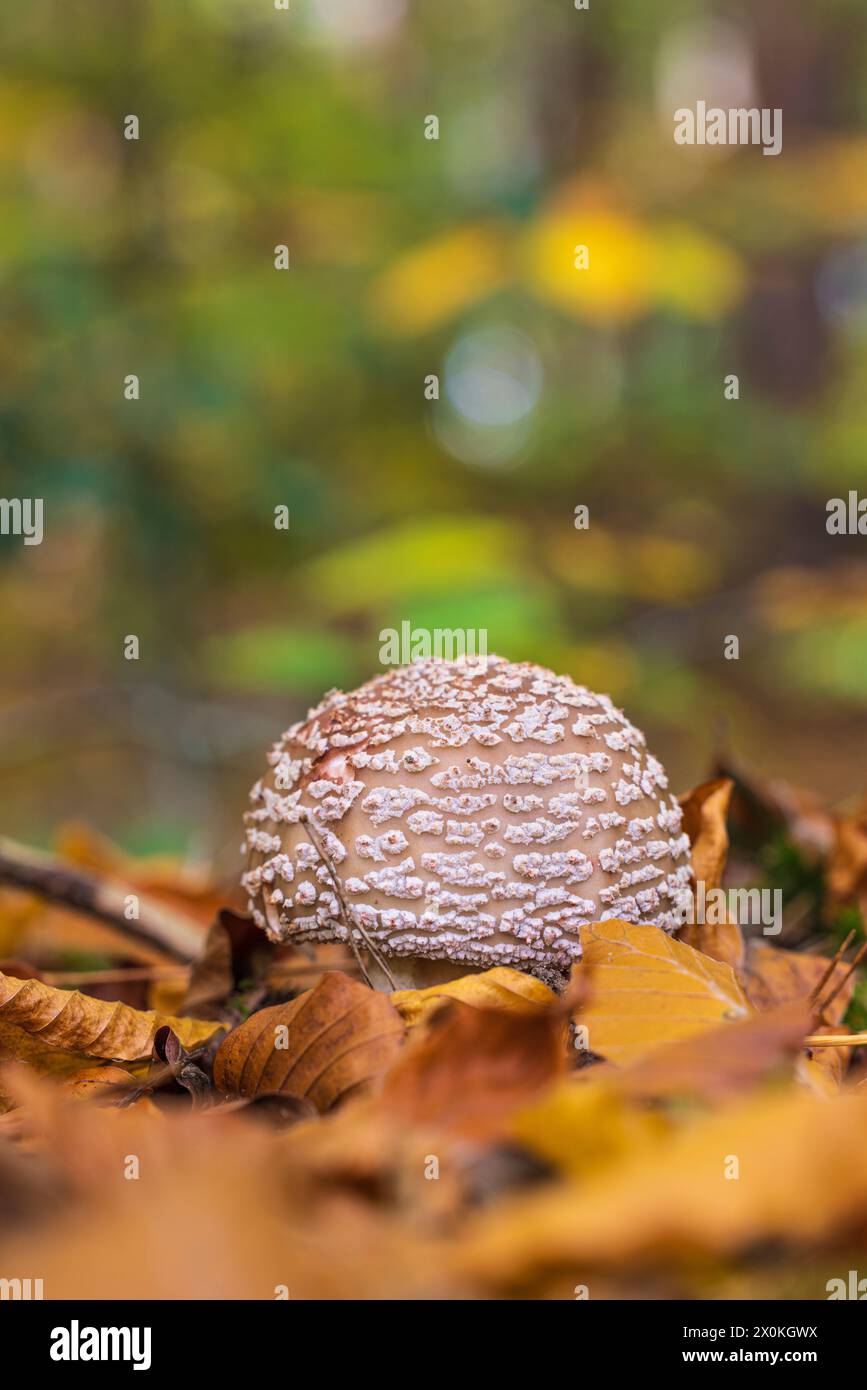 Jeunes champignons parasols (Macrolepiota procera), également connus sous le nom de champignons parapluies géants, dans une forêt Banque D'Images