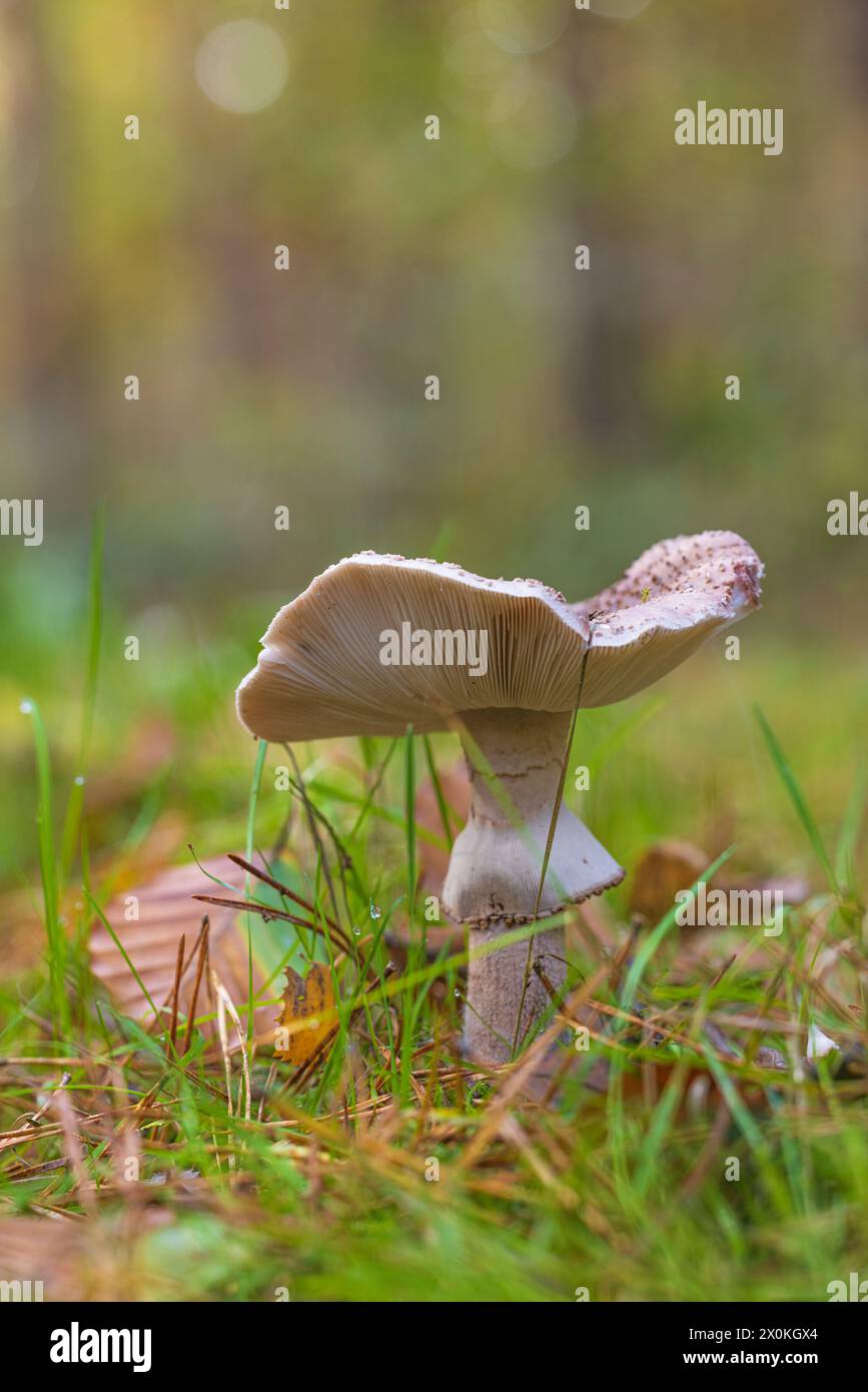 champignon du miel / hallimash, gros plan Banque D'Images