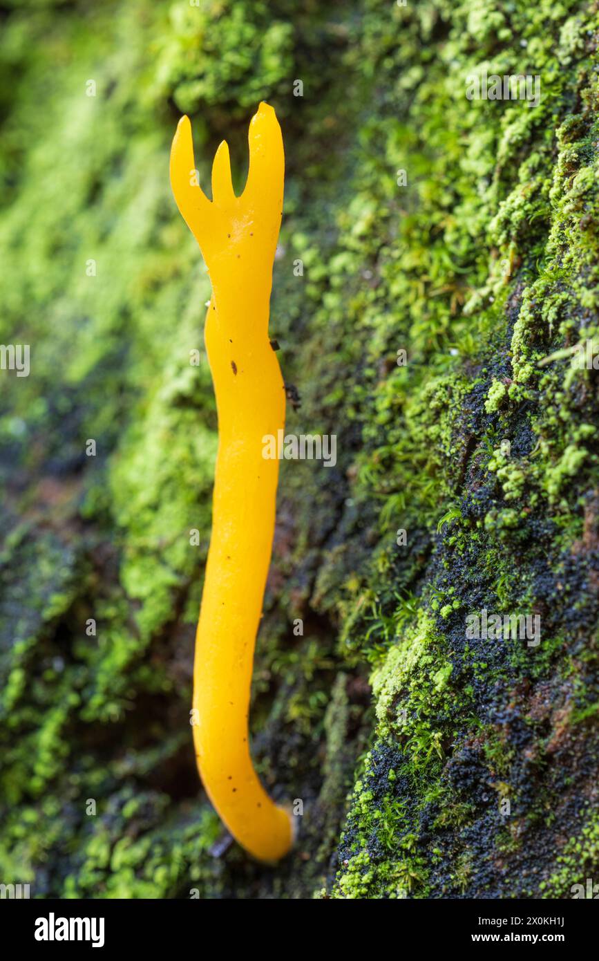 Stagshorn jaune (Calocera viscosa) Banque D'Images