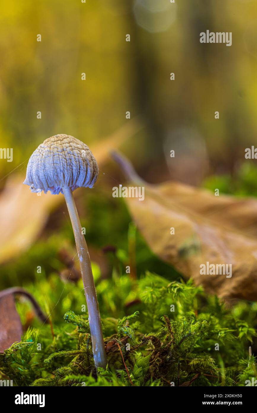 Le monde de l'discret, gros plan des champignons Banque D'Images