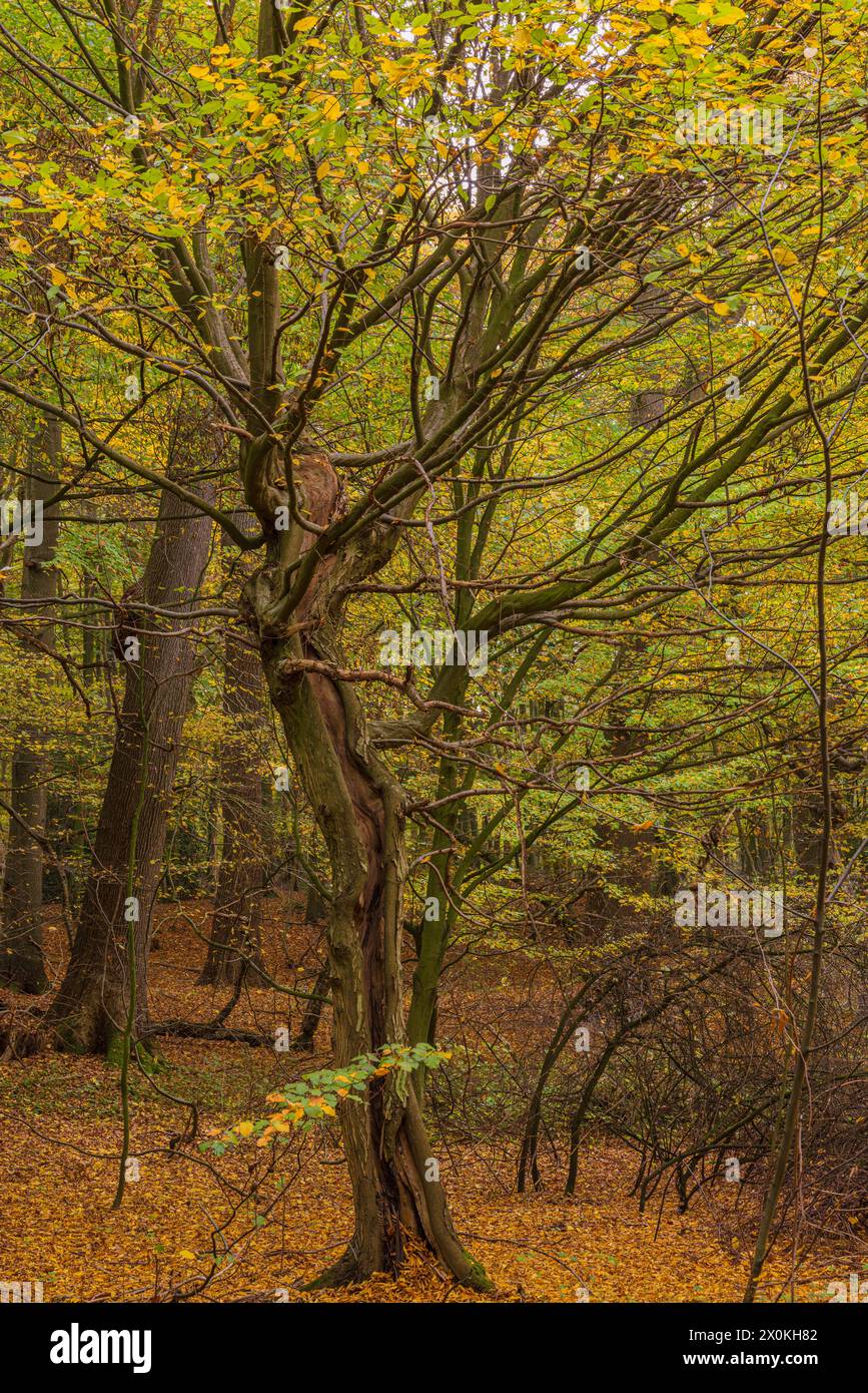 Forêt de hêtres en automne Banque D'Images
