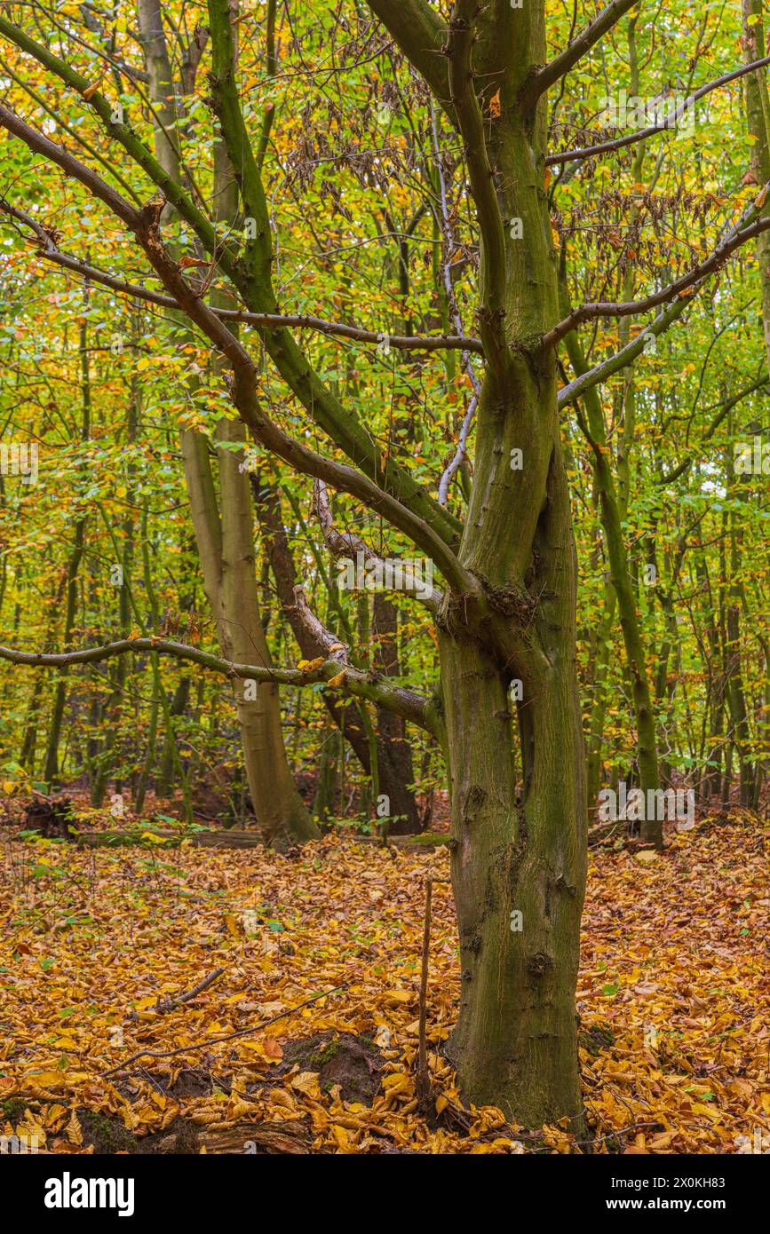 Forêt de hêtres en automne Banque D'Images