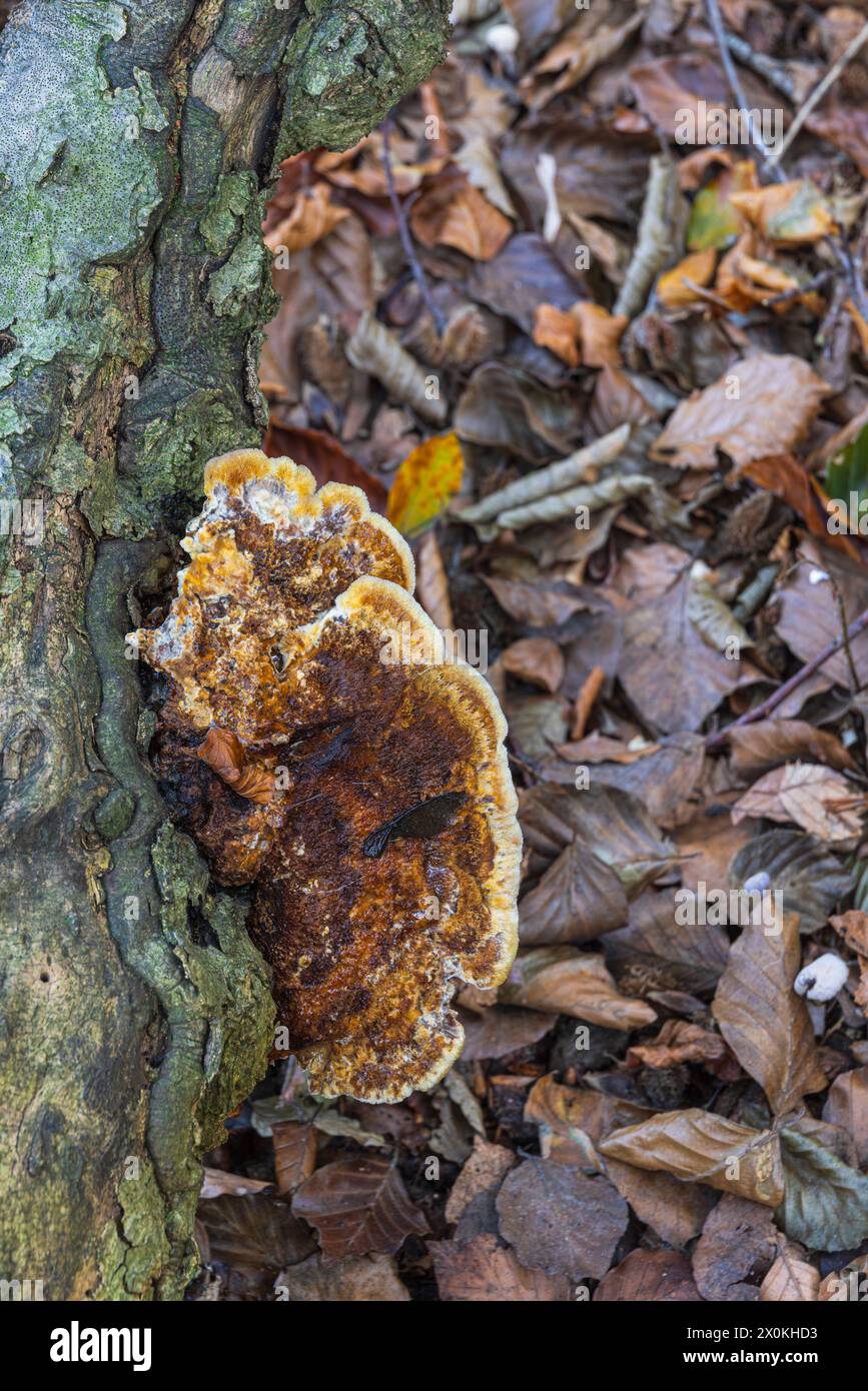 Un champignon plus tinder pousse sur le bois mort Banque D'Images