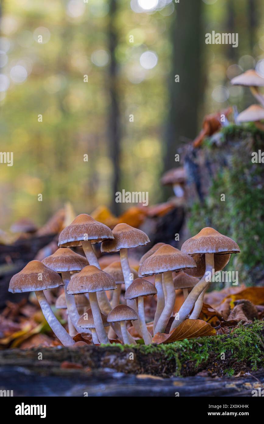 Les champignons poussent au milieu des feuilles tombées dans la forêt Banque D'Images