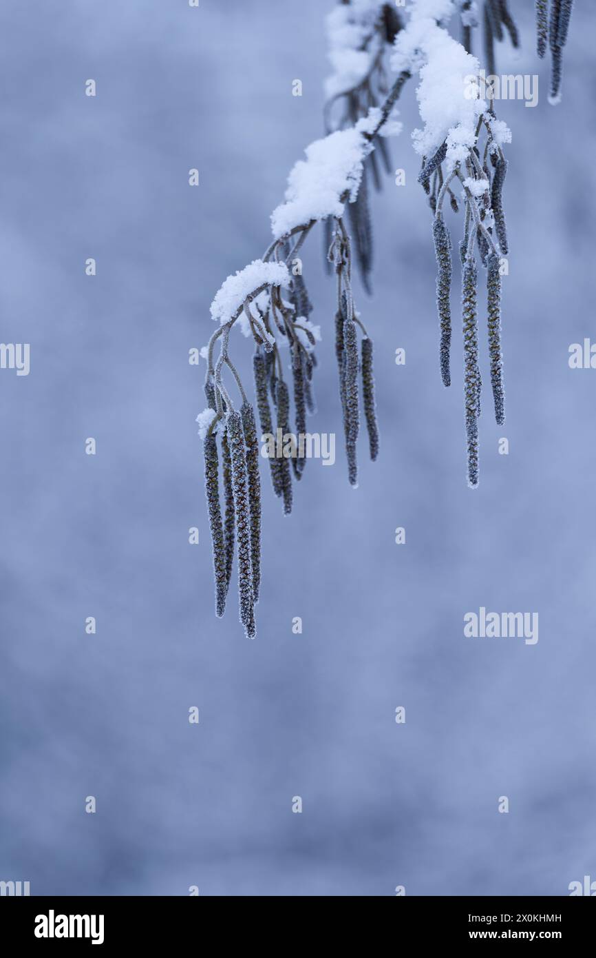 Chatons de fleurs mâles d'aulne (Alnus), recouverts de neige et de givre, Allemagne Banque D'Images