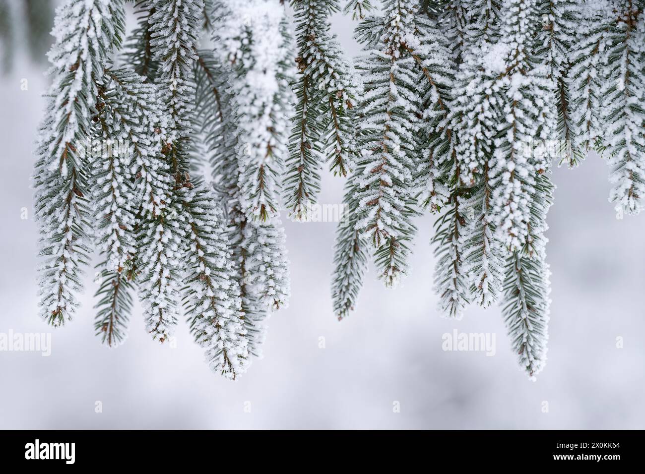 Branches d'une épicéa avec neige et givre, humeur hivernale, Allemagne Banque D'Images