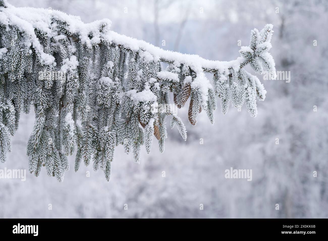 Branches d'une épicéa avec des cônes, neige et givre, humeur hivernale, Allemagne Banque D'Images