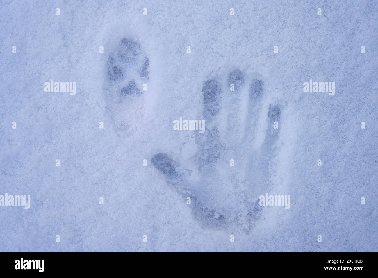 Traces dans la neige, trace de renard et empreinte d'une main humaine Banque D'Images